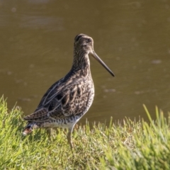 Gallinago hardwickii (Latham's Snipe) at Fyshwick, ACT - 5 Jan 2018 by WarrenRowland