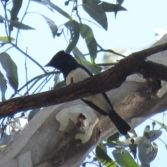 Myiagra cyanoleuca (Satin Flycatcher) at Cotter River, ACT - 1 Jan 2019 by KumikoCallaway