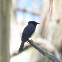 Myiagra cyanoleuca at Cotter River, ACT - 1 Jan 2019