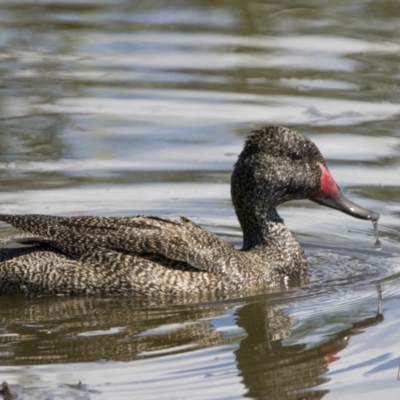 Stictonetta naevosa (Freckled Duck) at Jerrabomberra Wetlands - 5 Jan 2018 by WarrenRowland