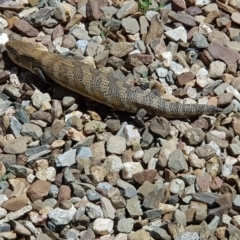 Tiliqua scincoides scincoides (Eastern Blue-tongue) at Weston, ACT - 1 Jan 2019 by tauseefkhaliq