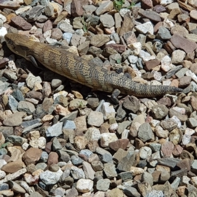 Tiliqua scincoides scincoides (Eastern Blue-tongue) at Weston, ACT - 1 Jan 2019 by tauseefkhaliq