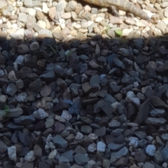 Tiliqua scincoides scincoides at Weston, ACT - 1 Jan 2019