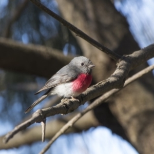 Petroica rosea at Bonython, ACT - 29 Aug 2017