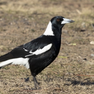 Gymnorhina tibicen (Australian Magpie) at Stranger Pond - 29 Aug 2017 by WarrenRowland