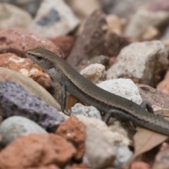 Lampropholis delicata (Delicate Skink) at Illilanga & Baroona - 30 Dec 2018 by Illilanga