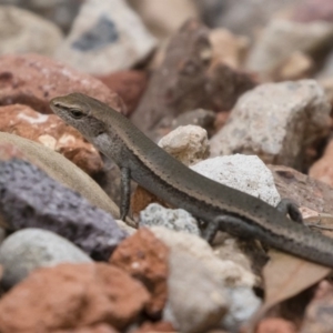 Lampropholis delicata at Michelago, NSW - 30 Dec 2018