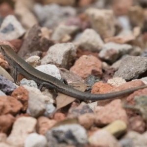 Lampropholis delicata at Michelago, NSW - 30 Dec 2018