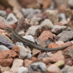 Lampropholis delicata at Michelago, NSW - 30 Dec 2018