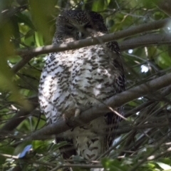 Ninox strenua (Powerful Owl) at ANBG - 19 Aug 2017 by WarrenRowland