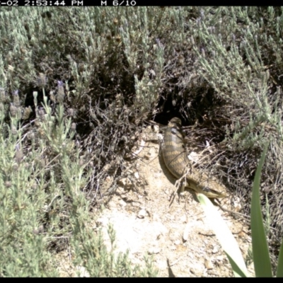 Tiliqua scincoides scincoides (Eastern Blue-tongue) at Illilanga & Baroona - 2 Dec 2018 by Illilanga