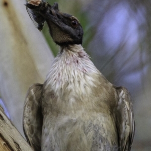 Philemon corniculatus at Deakin, ACT - 27 Dec 2018