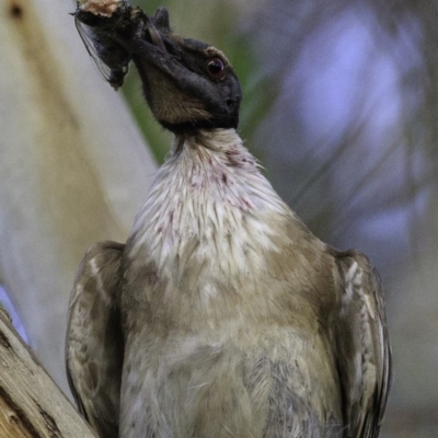 Philemon corniculatus (Noisy Friarbird) at Deakin, ACT - 27 Dec 2018 by JonSteinbeck