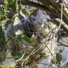 Philemon corniculatus at Deakin, ACT - 27 Dec 2018 05:27 PM