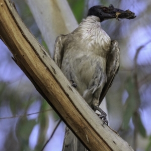 Philemon corniculatus at Deakin, ACT - 27 Dec 2018