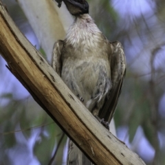 Philemon corniculatus at Deakin, ACT - 27 Dec 2018 05:27 PM