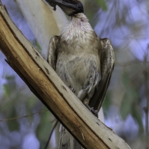 Philemon corniculatus at Deakin, ACT - 27 Dec 2018