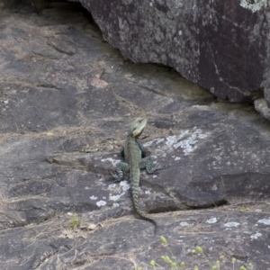 Intellagama lesueurii howittii at Greenway, ACT - 5 Nov 2017 01:35 PM