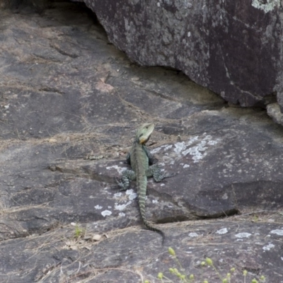 Intellagama lesueurii howittii (Gippsland Water Dragon) at Greenway, ACT - 5 Nov 2017 by WarrenRowland