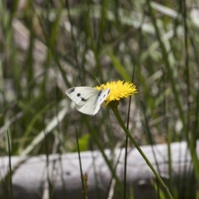 Pieris rapae (Cabbage White) at Greenway, ACT - 5 Nov 2017 by WarrenRowland