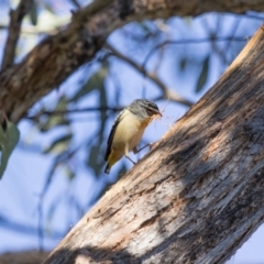 Pardalotus punctatus (Spotted Pardalote) at Bonython, ACT - 25 Nov 2017 by WarrenRowland