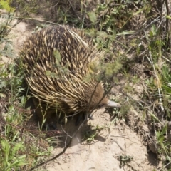 Tachyglossus aculeatus (Short-beaked Echidna) at Greenway, ACT - 5 Nov 2017 by WarrenRowland