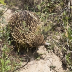 Tachyglossus aculeatus (Short-beaked Echidna) at Greenway, ACT - 5 Nov 2017 by WarrenRowland