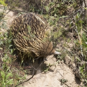 Tachyglossus aculeatus at Greenway, ACT - 5 Nov 2017