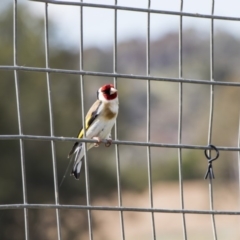 Carduelis carduelis (European Goldfinch) at Lake Tuggeranong - 5 Nov 2017 by WarrenRowland