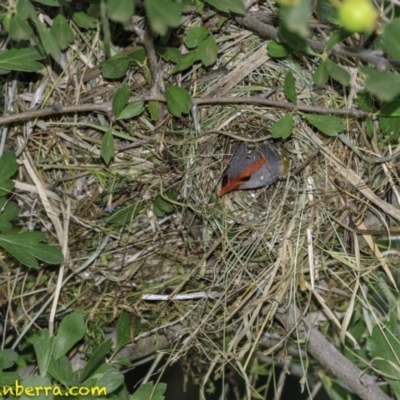 Neochmia temporalis (Red-browed Finch) at Red Hill Nature Reserve - 27 Dec 2018 by BIrdsinCanberra