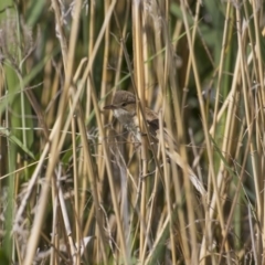 Acrocephalus australis (Australian Reed-Warbler) at Lake Tuggeranong - 5 Nov 2017 by WarrenRowland