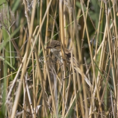 Acrocephalus australis (Australian Reed-Warbler) at Greenway, ACT - 5 Nov 2017 by WarrenRowland