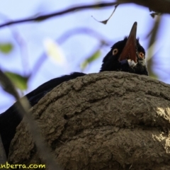 Corcorax melanorhamphos (White-winged Chough) at Red Hill Nature Reserve - 27 Dec 2018 by BIrdsinCanberra