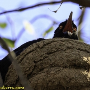 Corcorax melanorhamphos at Deakin, ACT - 27 Dec 2018 06:03 PM