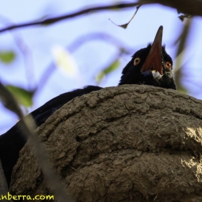 Corcorax melanorhamphos (White-winged Chough) at Deakin, ACT - 27 Dec 2018 by BIrdsinCanberra