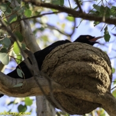 Corcorax melanorhamphos at Deakin, ACT - 27 Dec 2018 06:03 PM