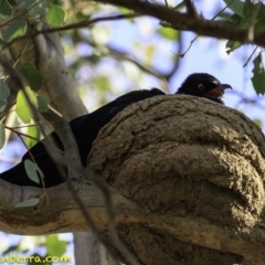 Corcorax melanorhamphos at Deakin, ACT - 27 Dec 2018 06:03 PM