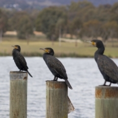 Phalacrocorax carbo (Great Cormorant) at Lake Tuggeranong - 5 Nov 2017 by WarrenRowland