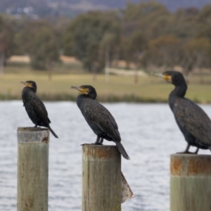 Phalacrocorax carbo at Greenway, ACT - 5 Nov 2017