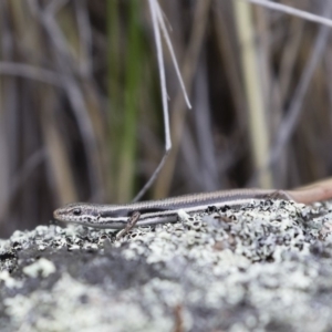 Morethia boulengeri at Michelago, NSW - 30 Dec 2018 03:08 PM