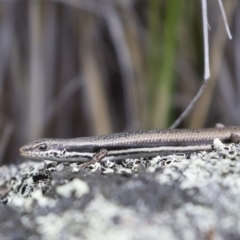 Morethia boulengeri at Michelago, NSW - 30 Dec 2018