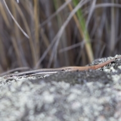 Morethia boulengeri at Michelago, NSW - 30 Dec 2018 03:08 PM