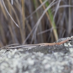 Morethia boulengeri at Michelago, NSW - 30 Dec 2018