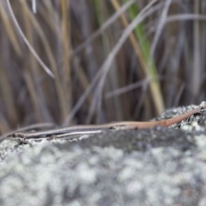 Morethia boulengeri at Michelago, NSW - 30 Dec 2018 03:08 PM