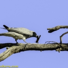 Coracina novaehollandiae (Black-faced Cuckooshrike) at Deakin, ACT - 27 Dec 2018 by JonSteinbeck