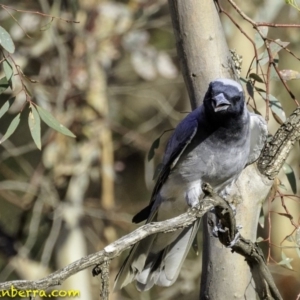 Coracina novaehollandiae at Deakin, ACT - 27 Dec 2018