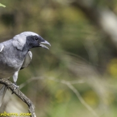 Coracina novaehollandiae at Deakin, ACT - 27 Dec 2018