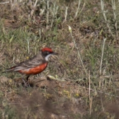 Epthianura tricolor (Crimson Chat) at Majura, ACT - 20 Nov 2017 by WarrenRowland