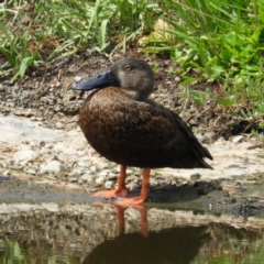 Spatula rhynchotis (Australasian Shoveler) at Fyshwick, ACT - 31 Dec 2018 by MatthewFrawley