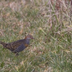 Gallirallus philippensis (Buff-banded Rail) at Watson Green Space - 4 Aug 2017 by WarrenRowland